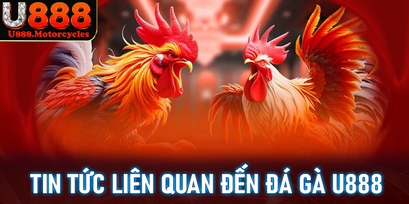 Một vài tin tức liên quan đến sảnh đá gà u888