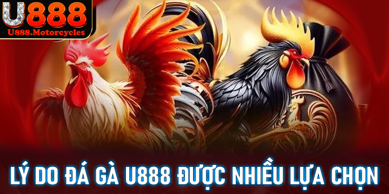 Lý do giúp sàn cá cược đá gà u888 được nhiều bet thủ lựa chọn