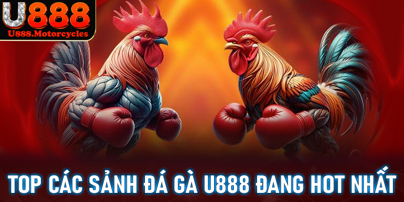 Top các sảnh đặt cược đá gà u888 đang hot nhất hiện nay